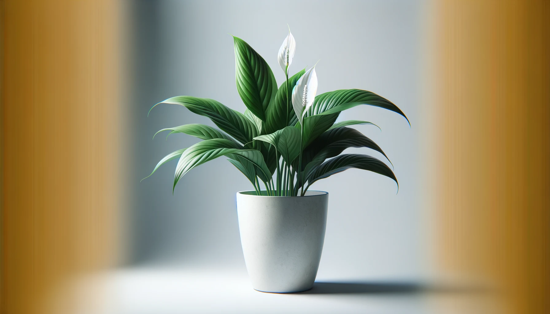 Skrzydłokwiat – roślina oczyszczająca powietrze w biurze i domu. Pielęgnacja i wymagania