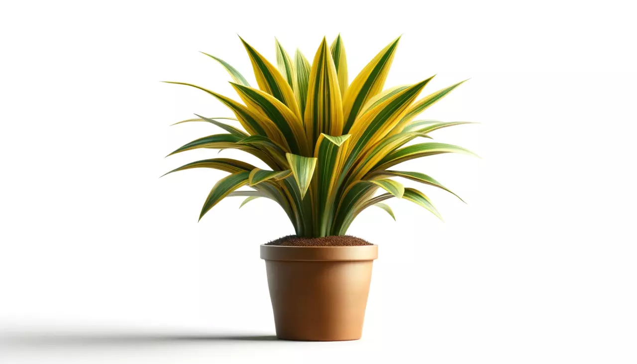 Dracena odwrócona – egzotyczna roślina doniczkowa, która odmieni wnętrze biura